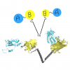 New publication is out: “Unimolecular FRET Sensors: Simple Linker Designs and Properties”