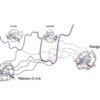 New publication is out: “Atomistic insight into the kinetic pathways for Watson–Crick to Hoogsteen transitions in DNA”